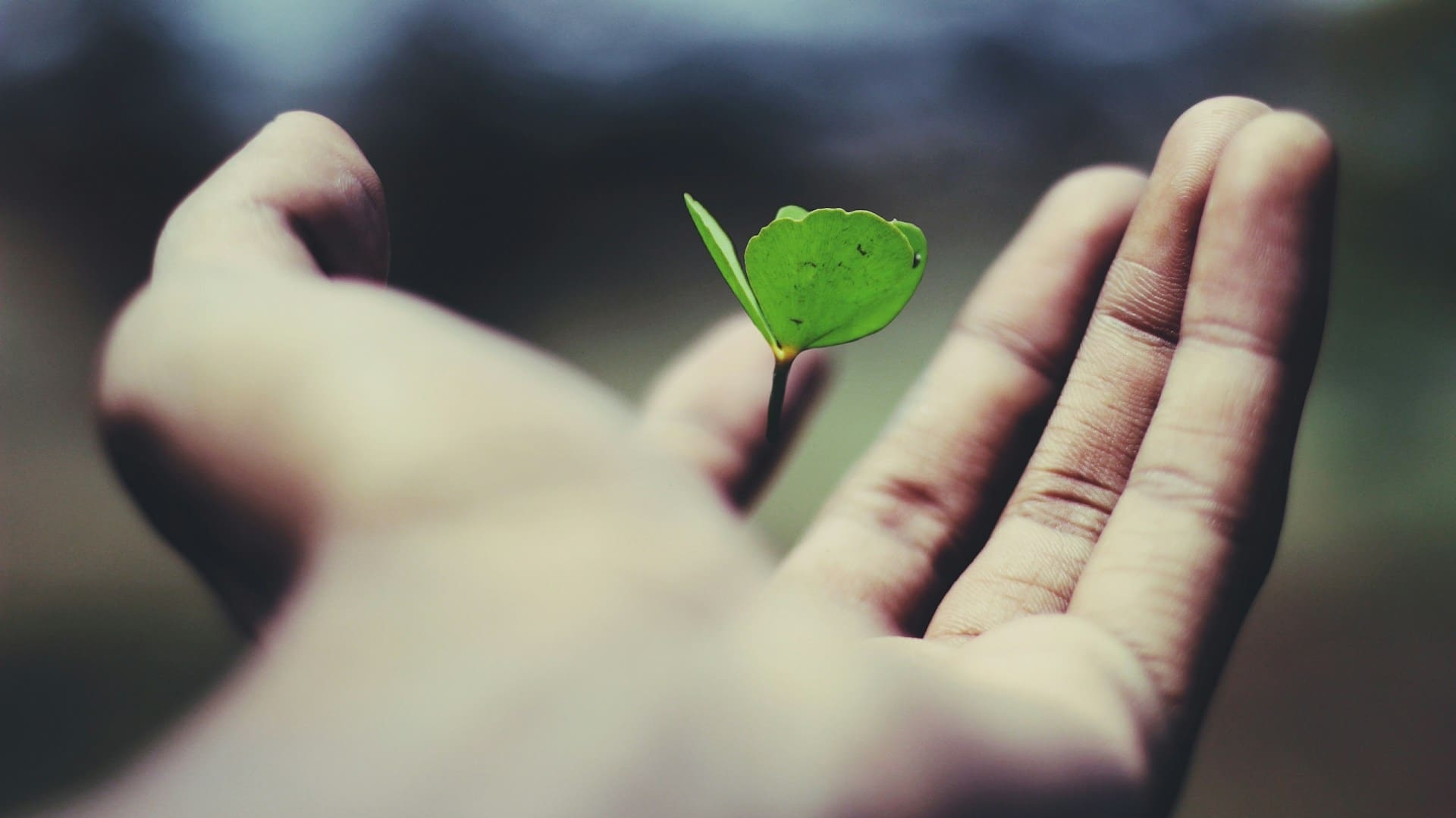 A seedling in a hand.